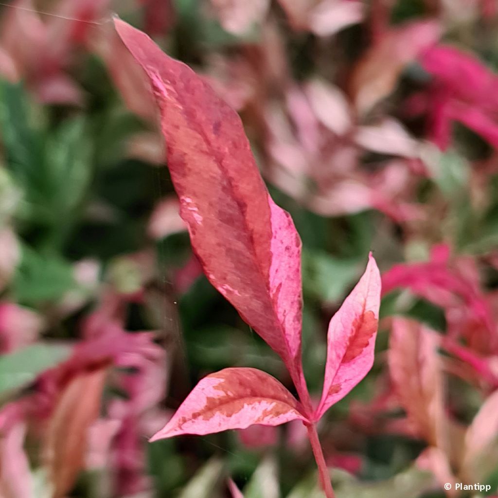 Nandina domestica Red Light - Bambou sacré nain (Arbustes)