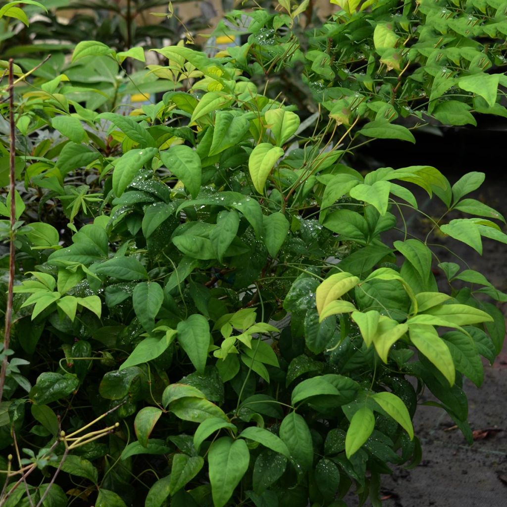 Nandina Fire Power - Bambou sacré