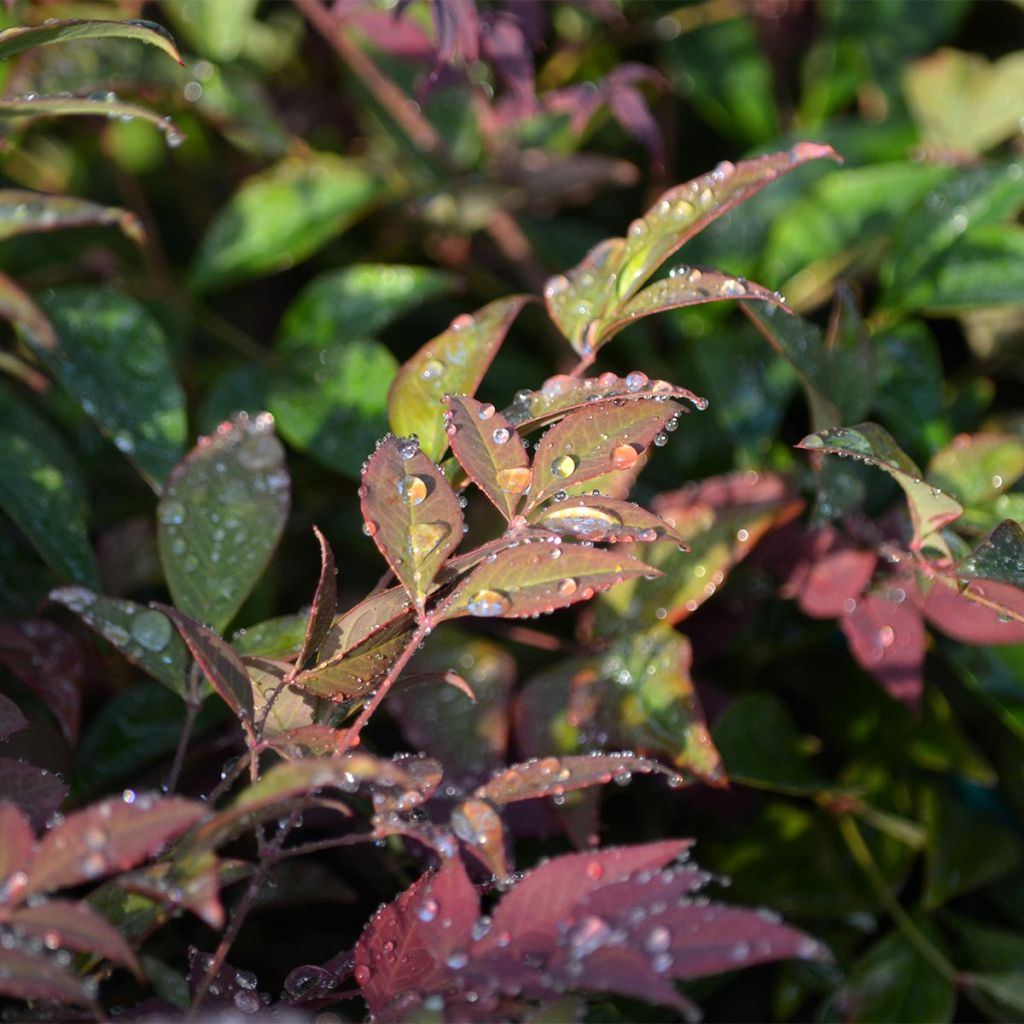 Nandina domestica Obsessed Seika