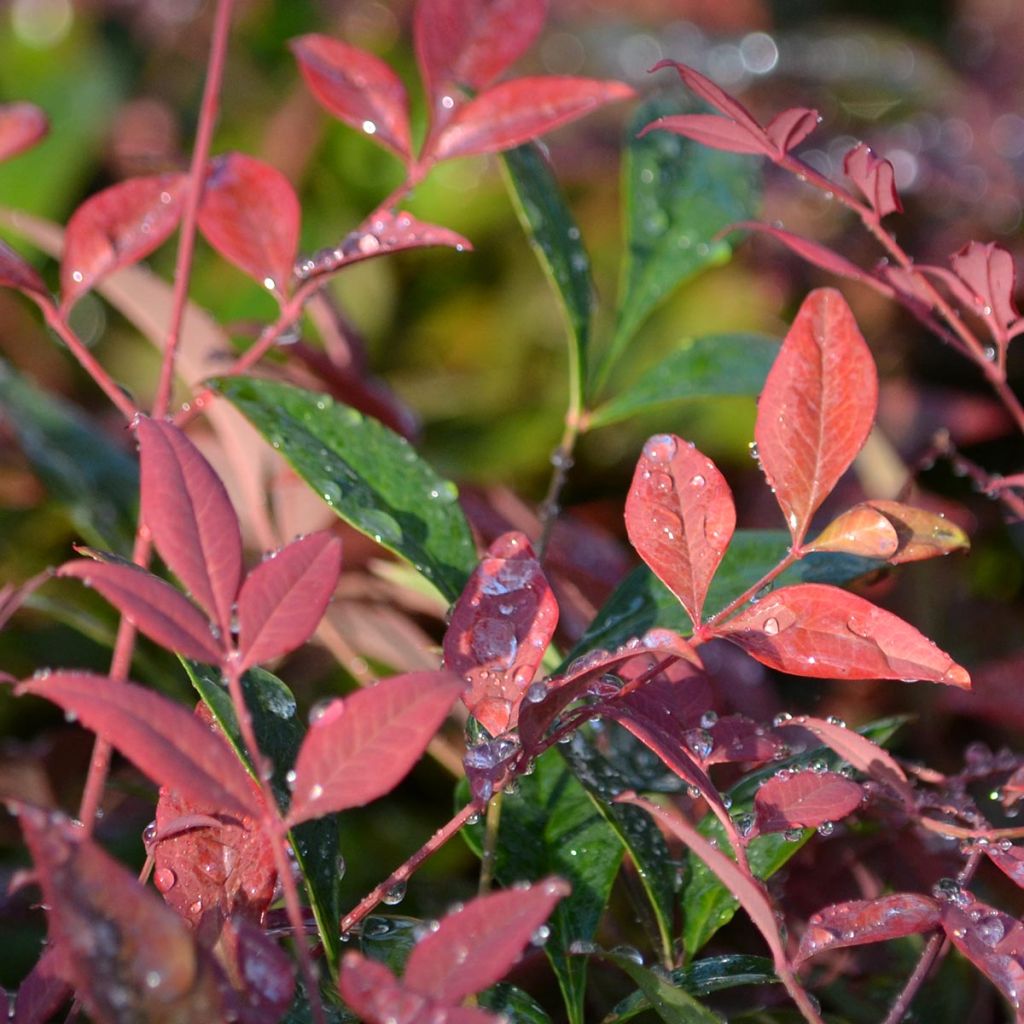 Nandina domestica Obsessed Seika