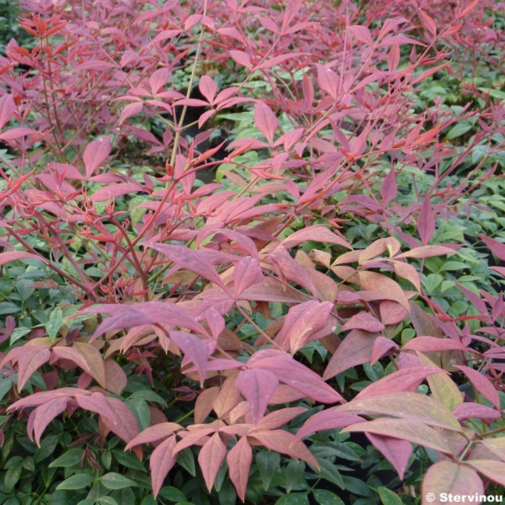 Nandina domestica Obsessed Seika