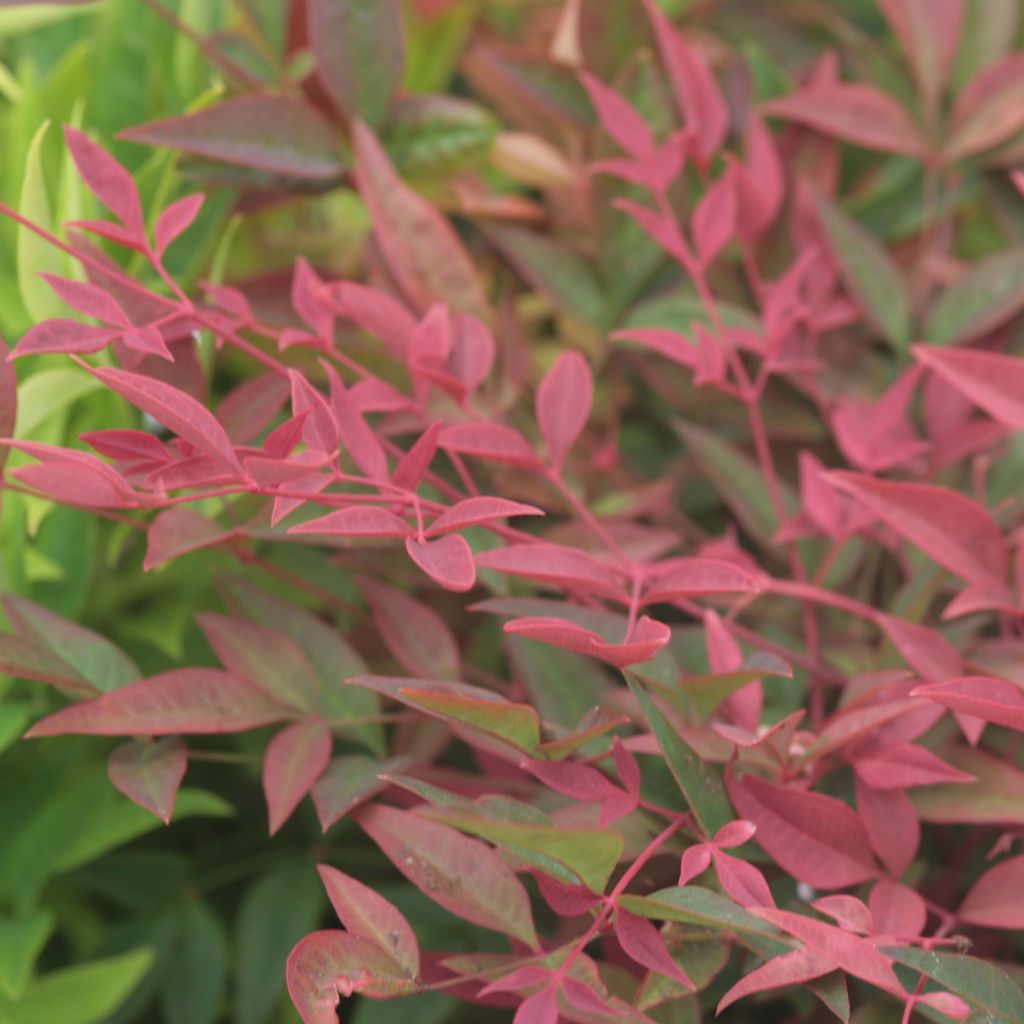 Nandina domestica Obsessed Seika