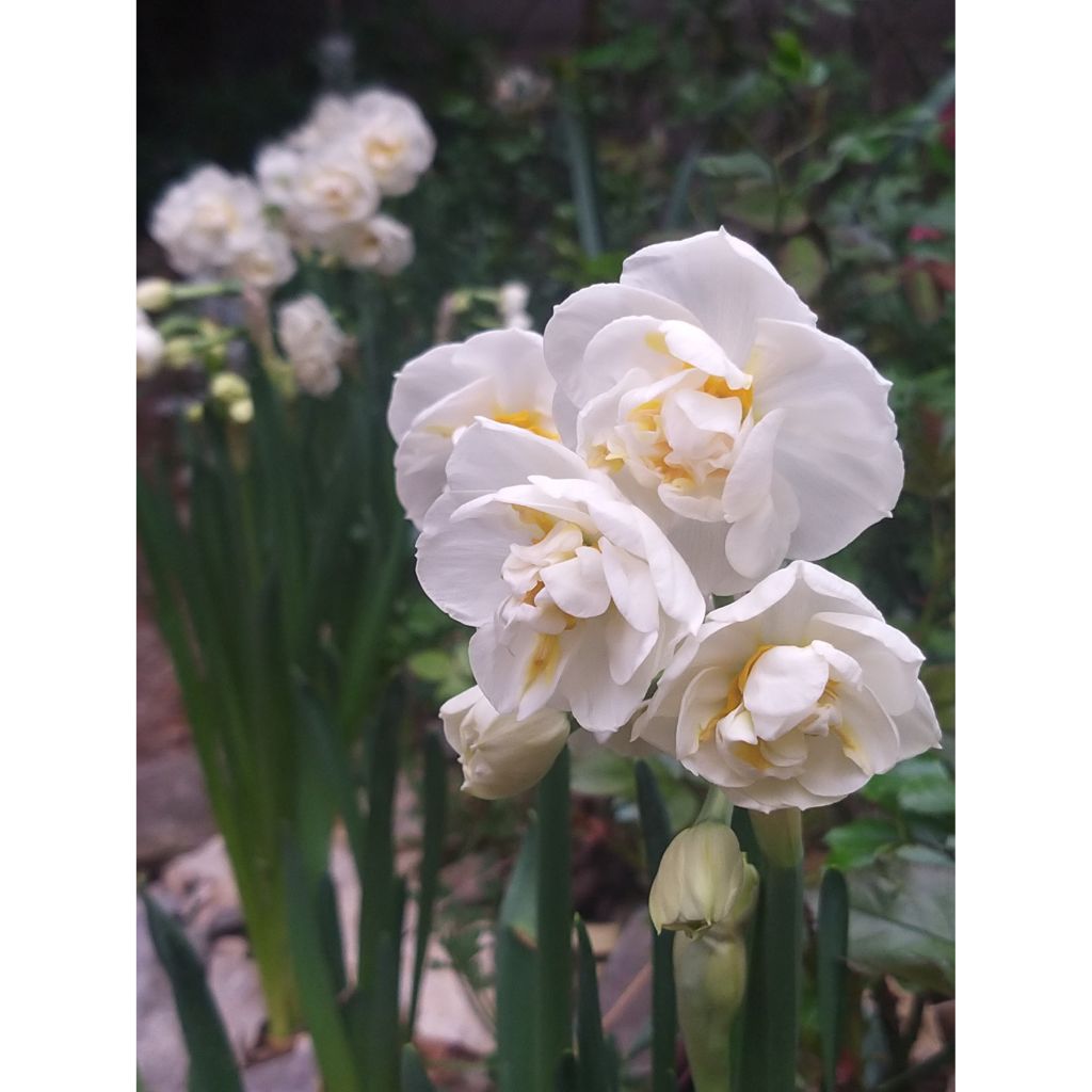 Narciso Tazetta Bridal Crown