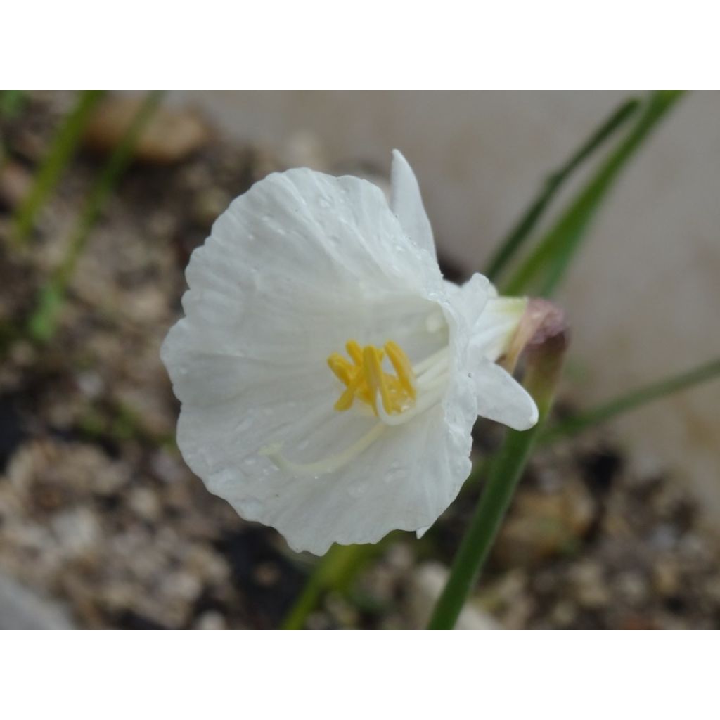 le premier à fleurir au jardin