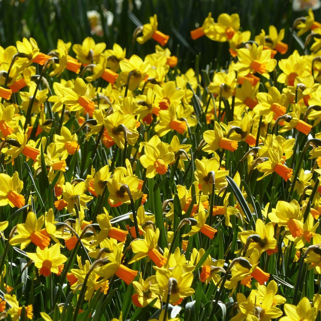 Narciso cyclamineus Jet Fire