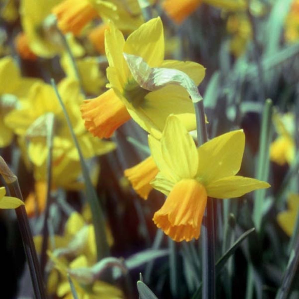 Narciso cyclamineus Jet Fire