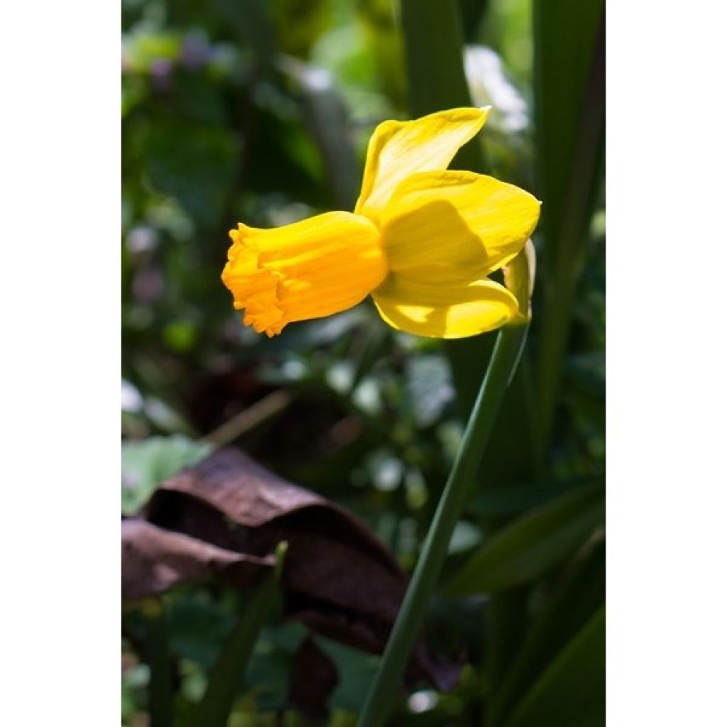 Narciso cyclamineus Jet Fire