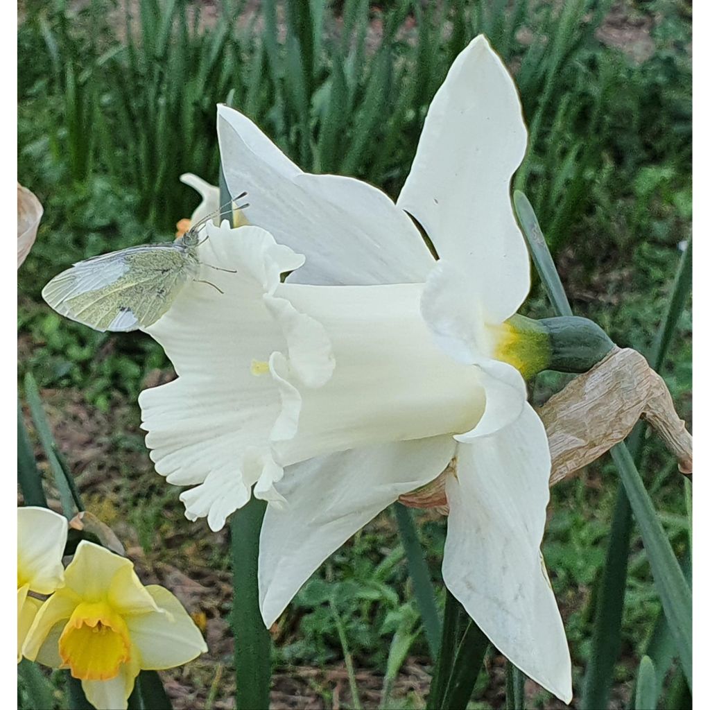 Narciso coronato Mount Hood