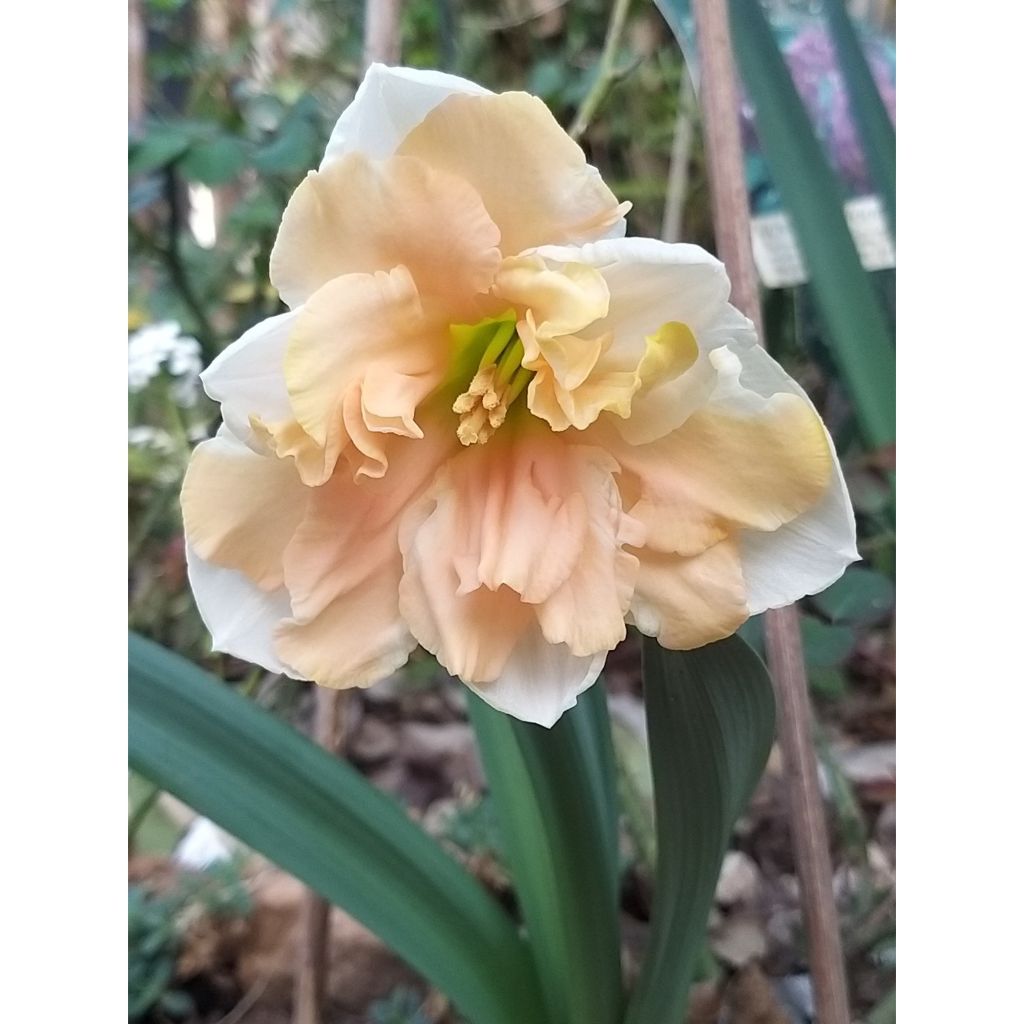 Narciso Apricot Whirl