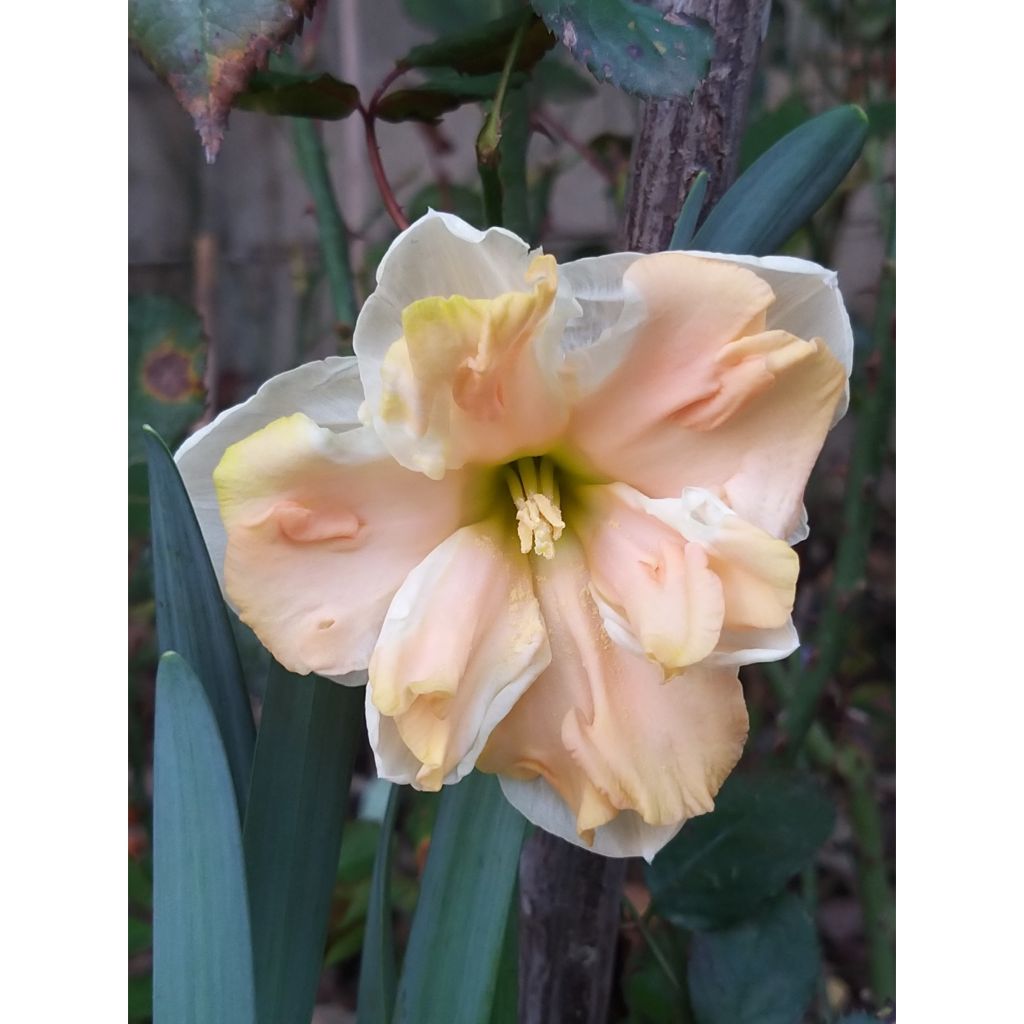 Narciso Apricot Whirl