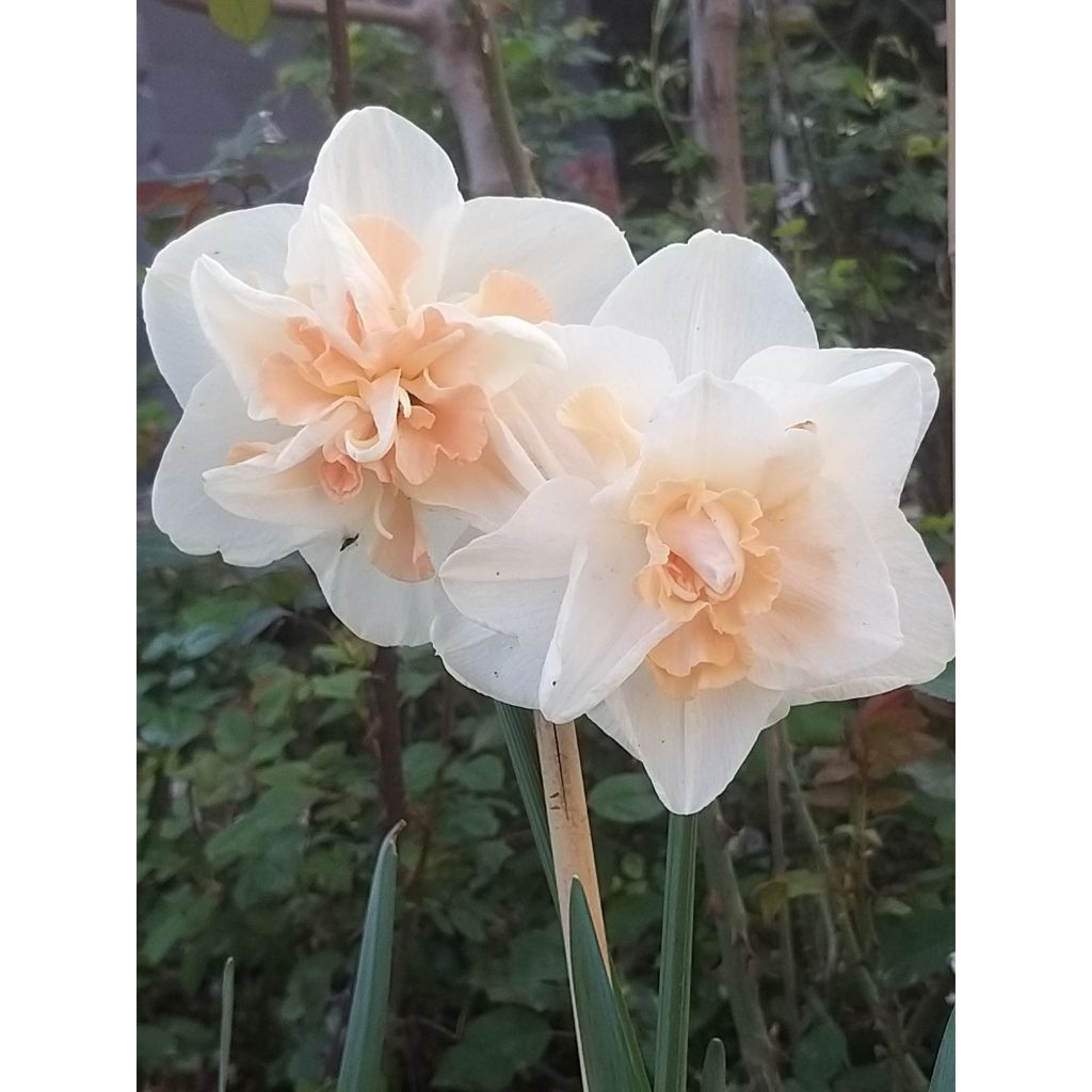 Narciso Rosy Cloud