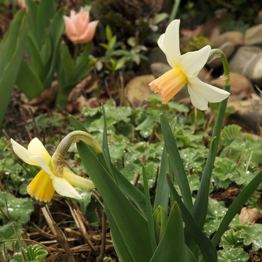 Narciso cyclamineus Winter Walzer