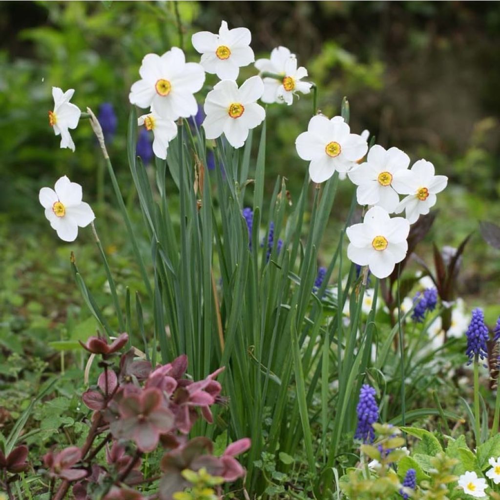 Narciso Actaea