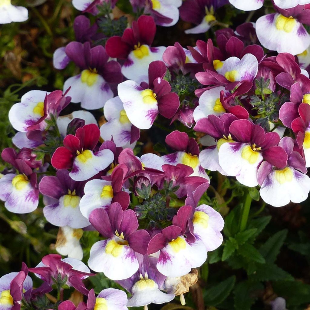 Nemesia Sunpeddle Painted Rose