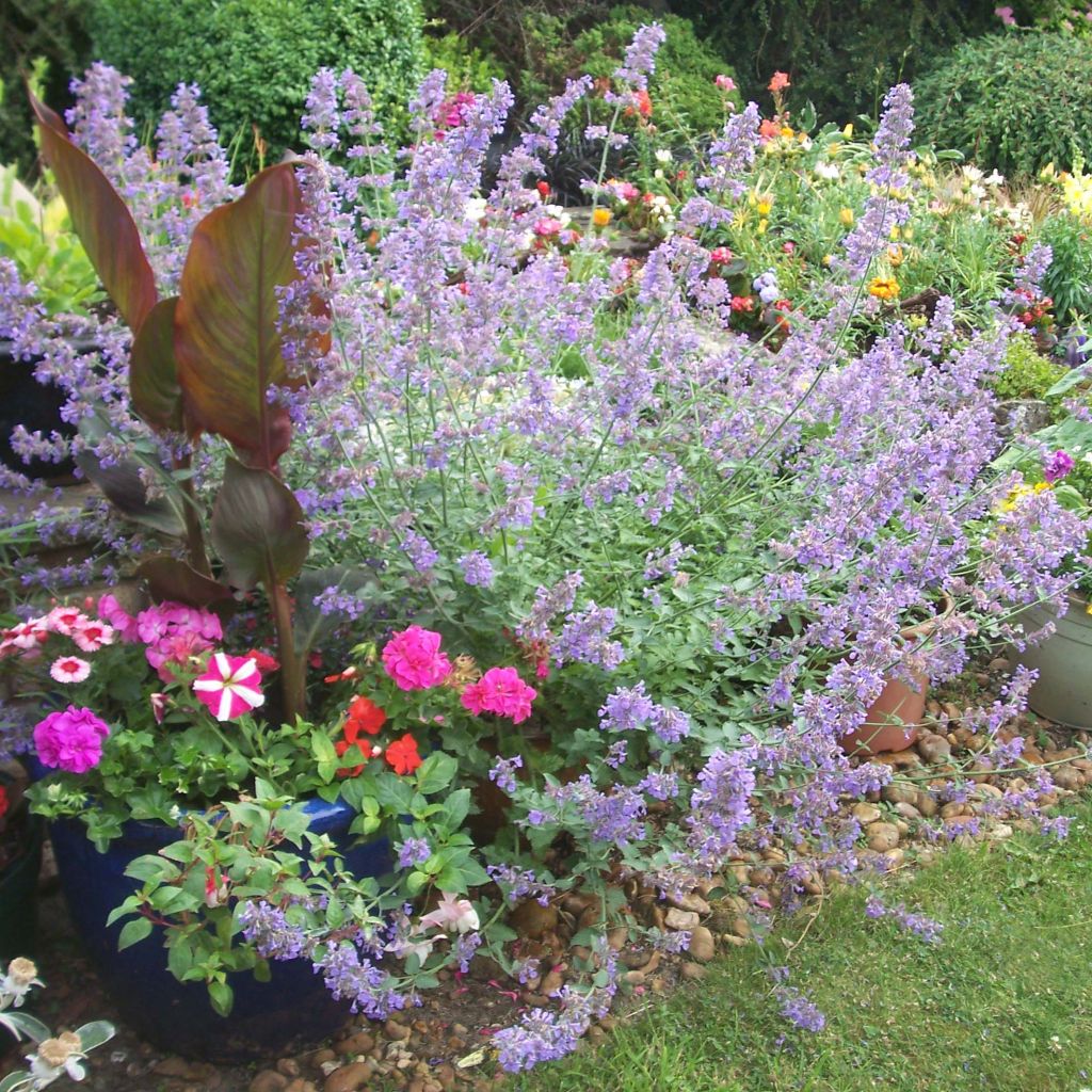 Nepeta faassenii Six Hill's Giant