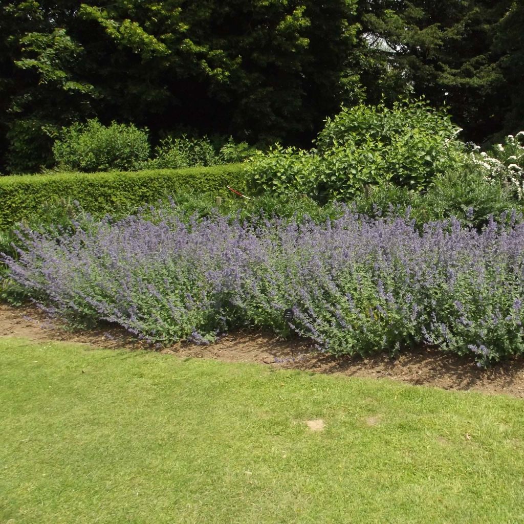 Nepeta faassenii Six Hill's Giant