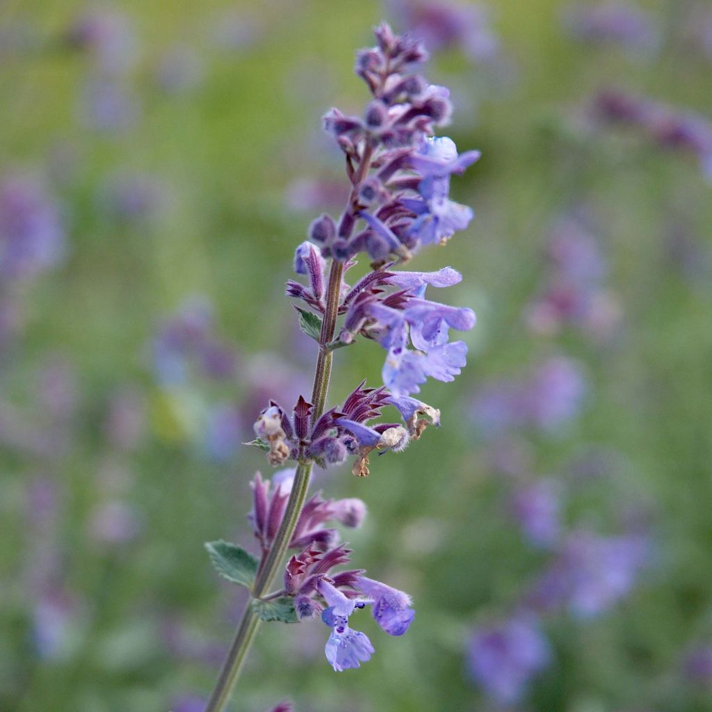 Nepeta faassenii Six Hill's Giant