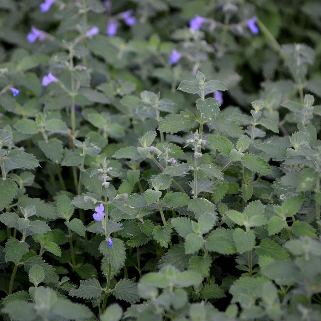 Nepeta faassenii Six Hill's Giant