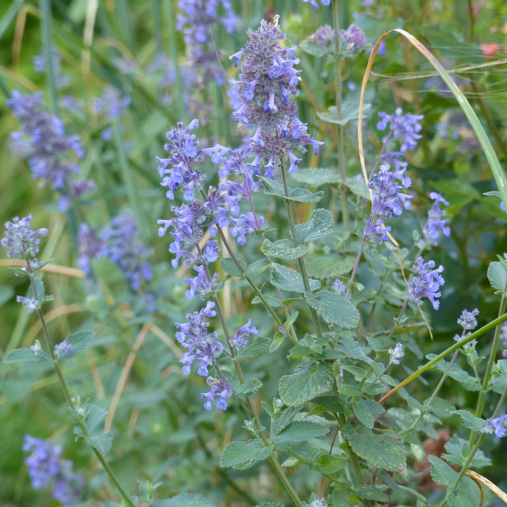 Nepeta grandiflora Summer Magic