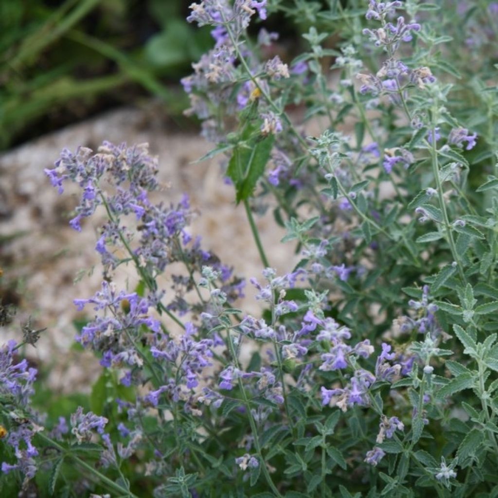 Nepeta mussini - Erba dei gatti