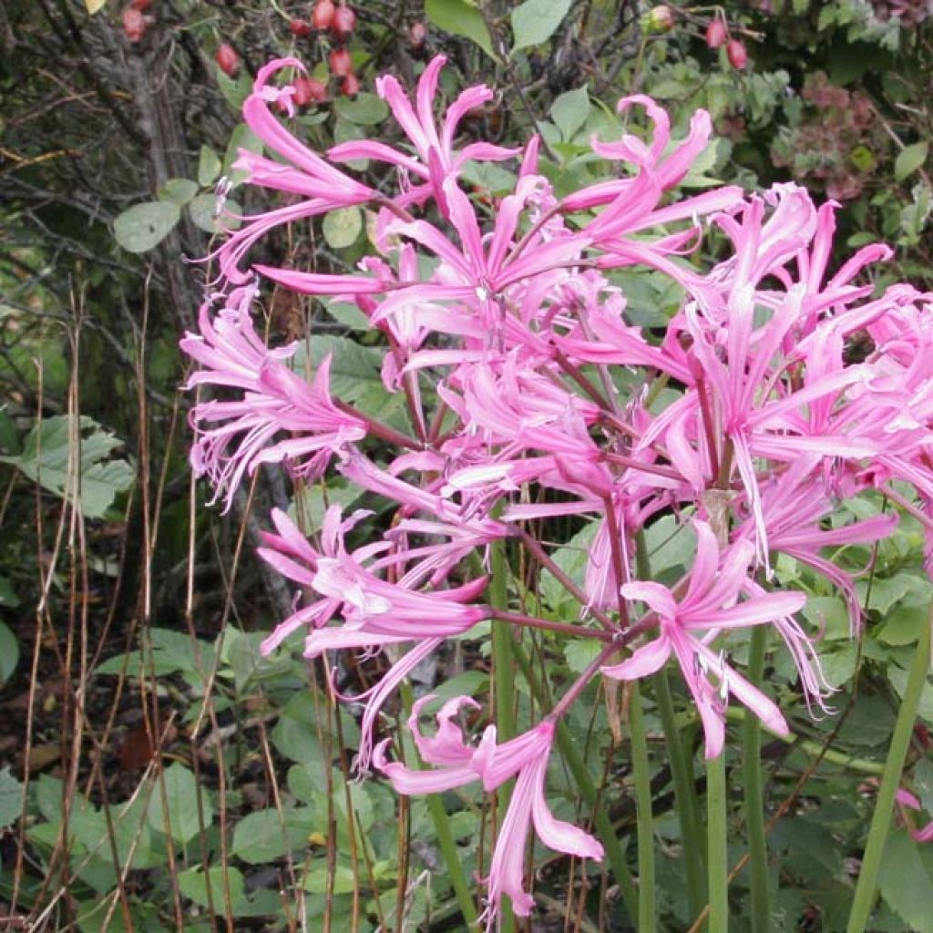 Nerine bowdenii pink triomph bulbe