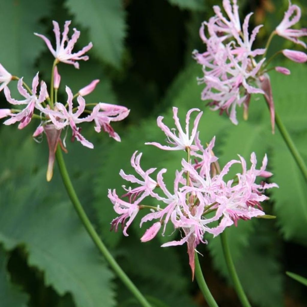 Nerine undulata - Nérine ondulée