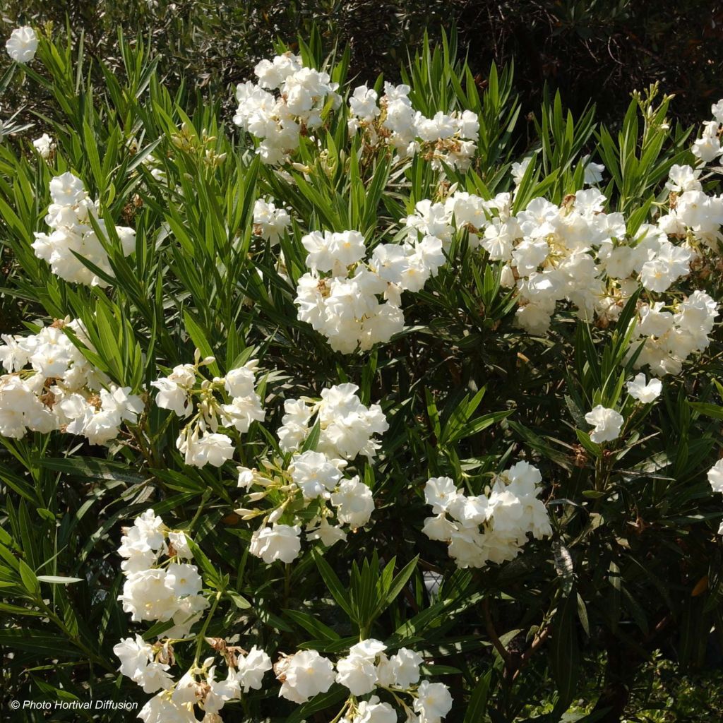 Nerium oleander White - Oleandro