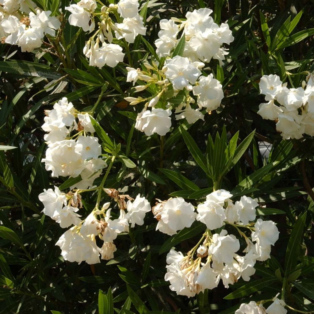 Nerium oleander White - Oleandro