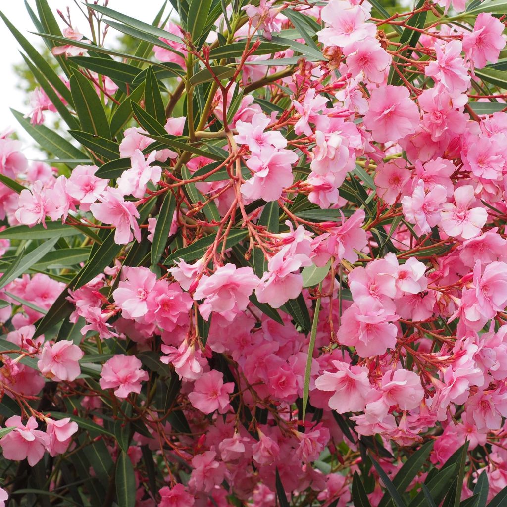 Nerium oleander Roseum Plenum - Oleandro