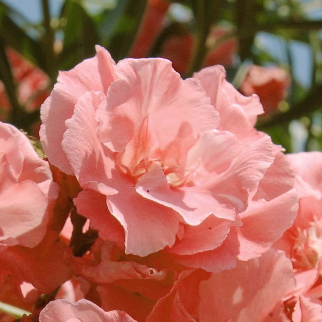 Nerium oleander Pink Salmon Double - Oleandro