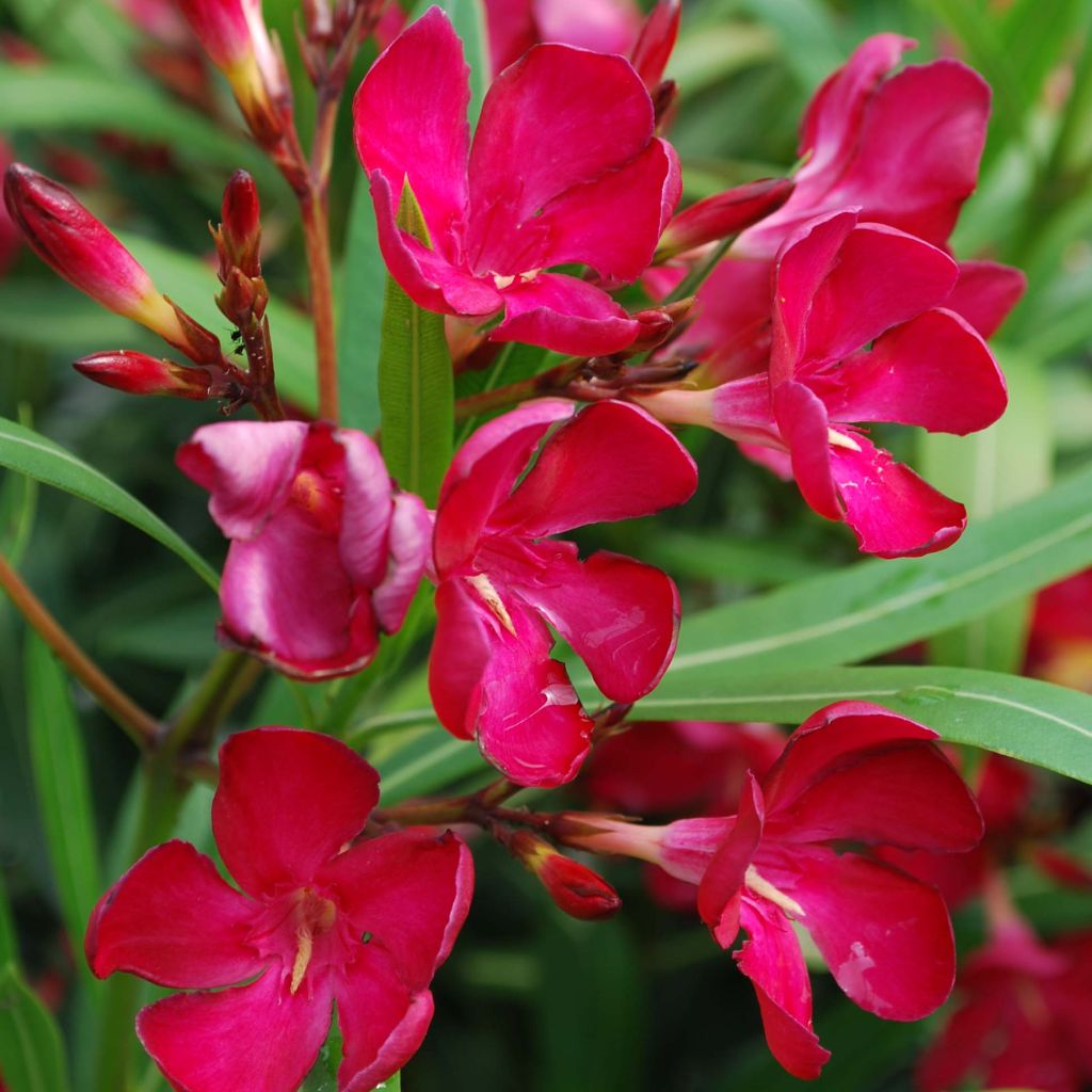 Nerium oleander Simple Red - Oleandro