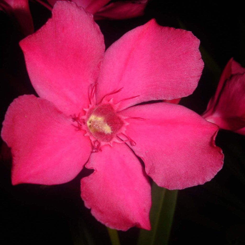 Nerium oleander Simple Red - Oleandro