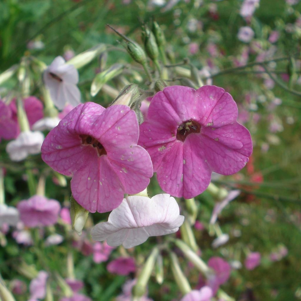 Tabacco da fiore Marshmallow