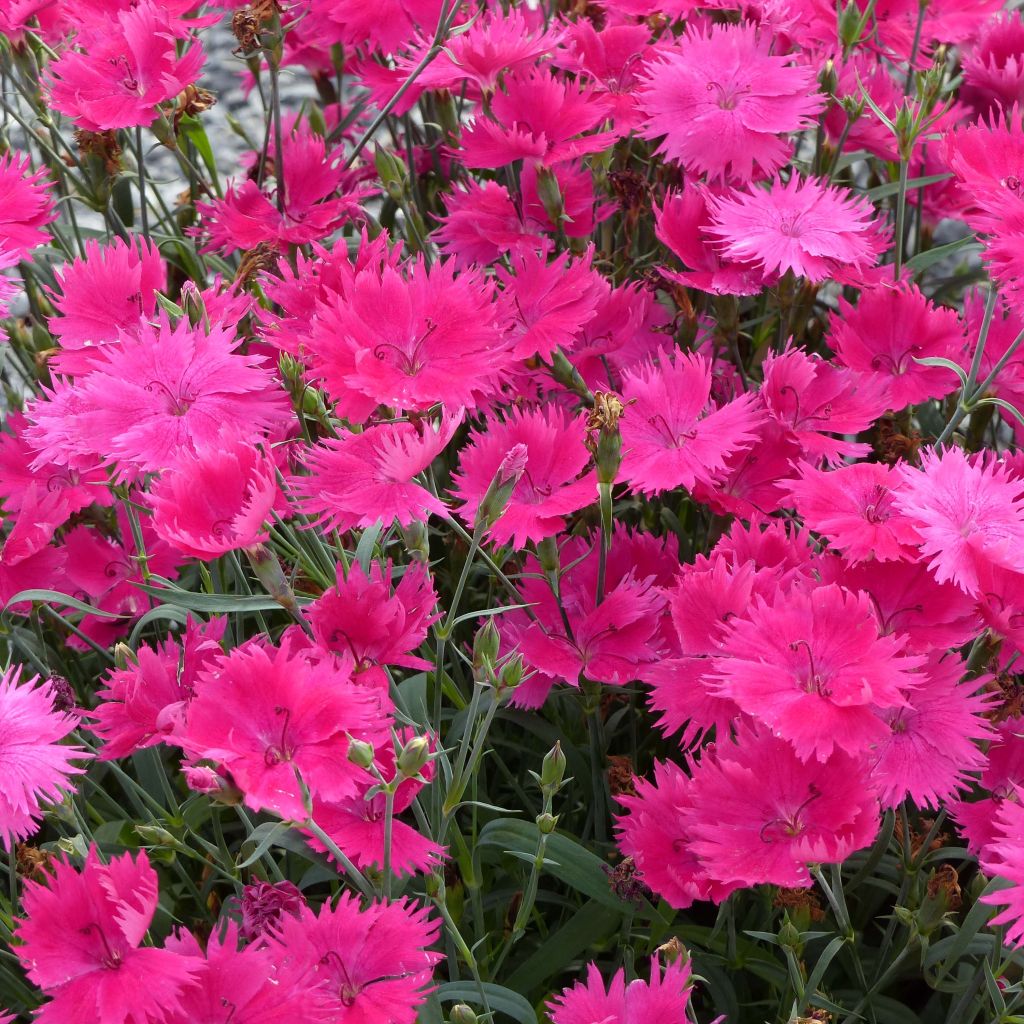 Dianthus superbus Suntory Pink - Garofanino frangiato