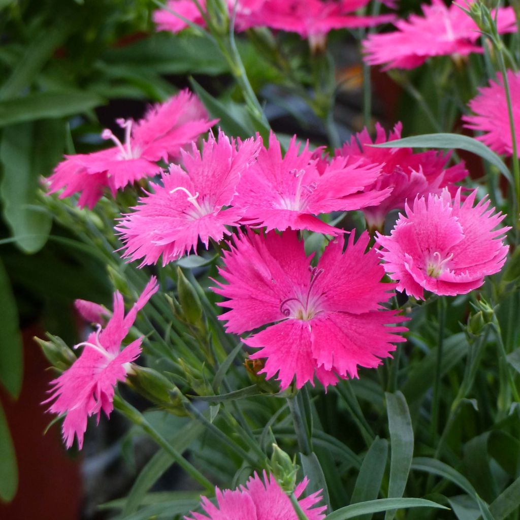 Dianthus superbus Suntory Pink - Garofanino frangiato