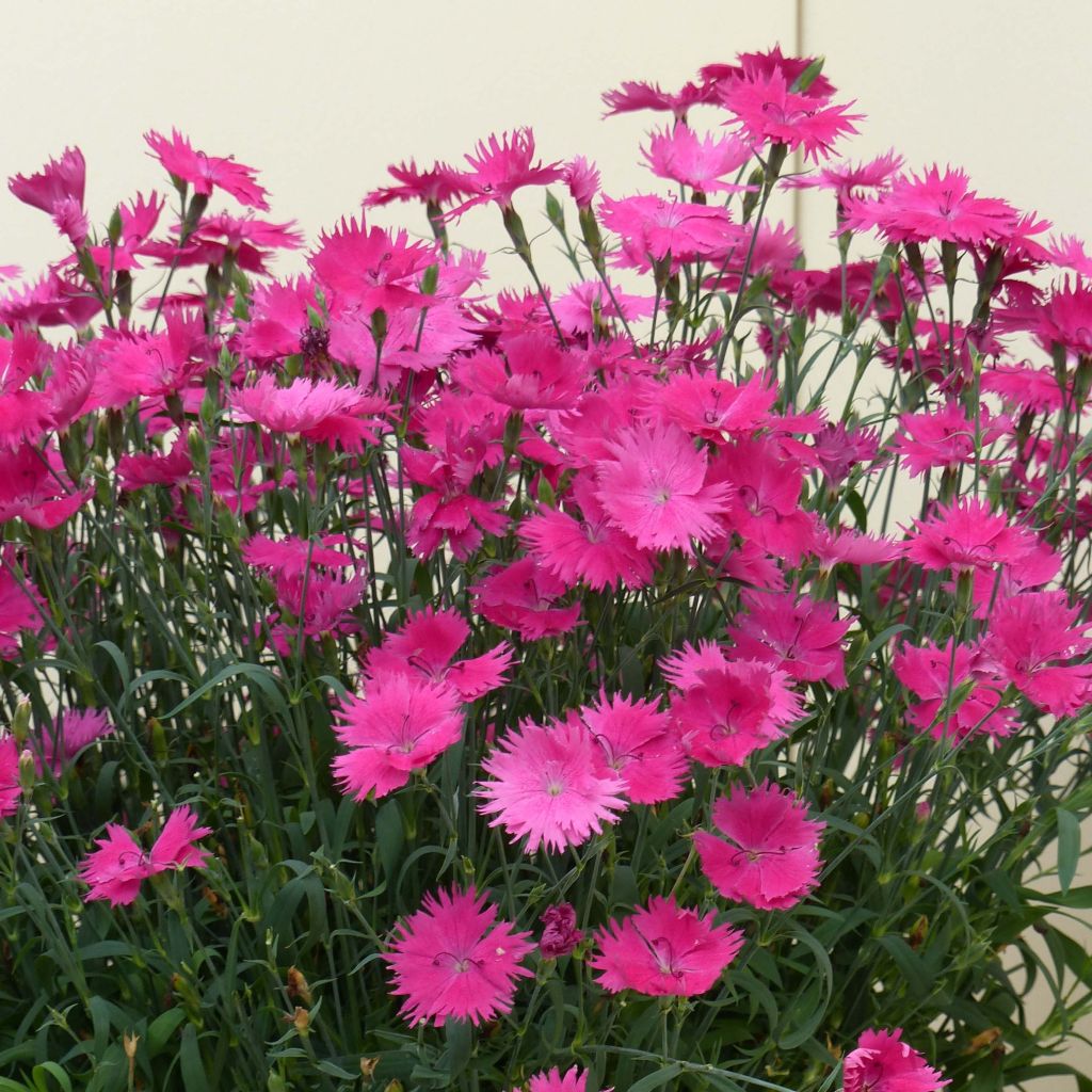 Dianthus superbus Suntory Pink - Garofanino frangiato