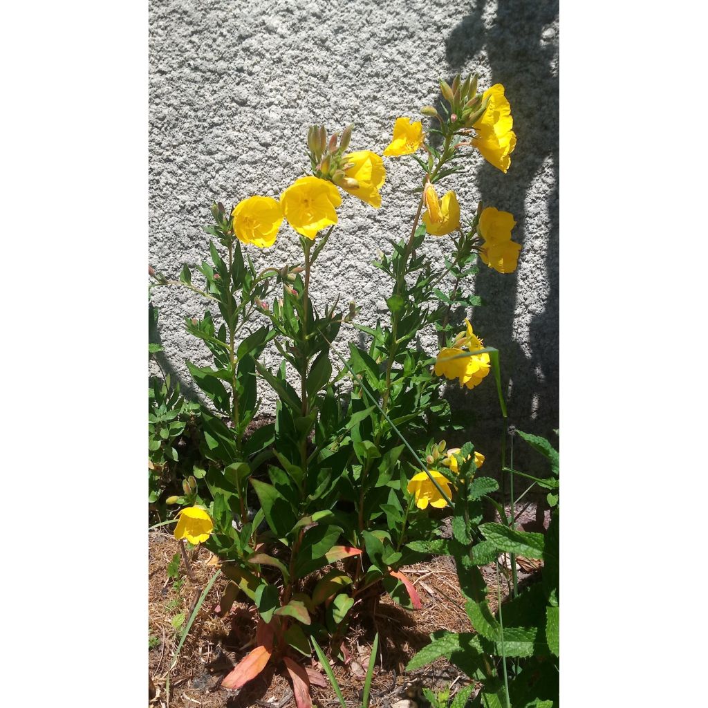 Oenothera fruticosa Hohes Licht