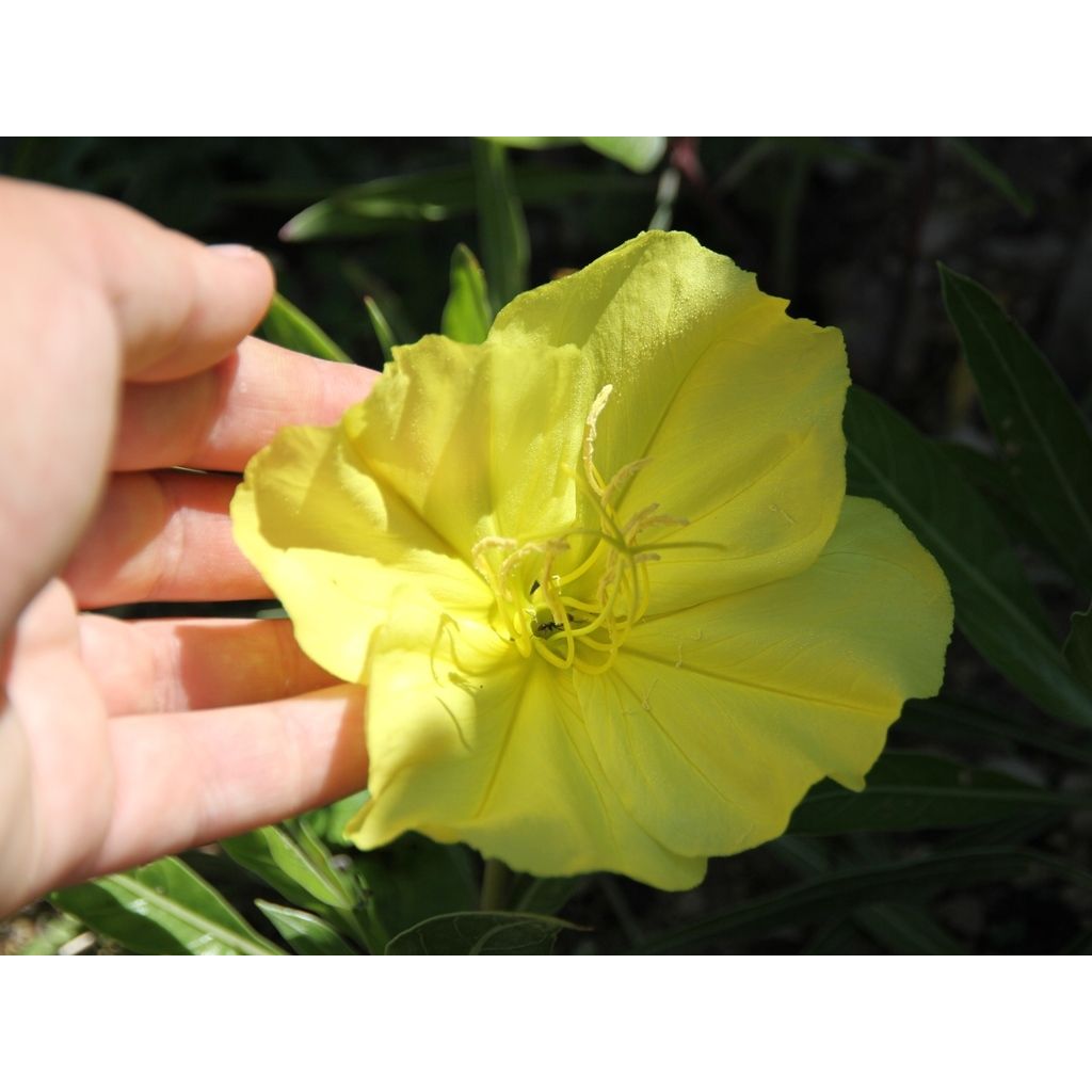 Oenothera missouriensis