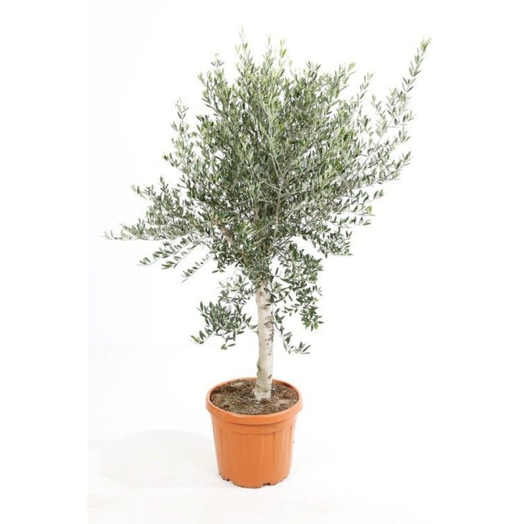 Olea europaea (alberello) - Olivo