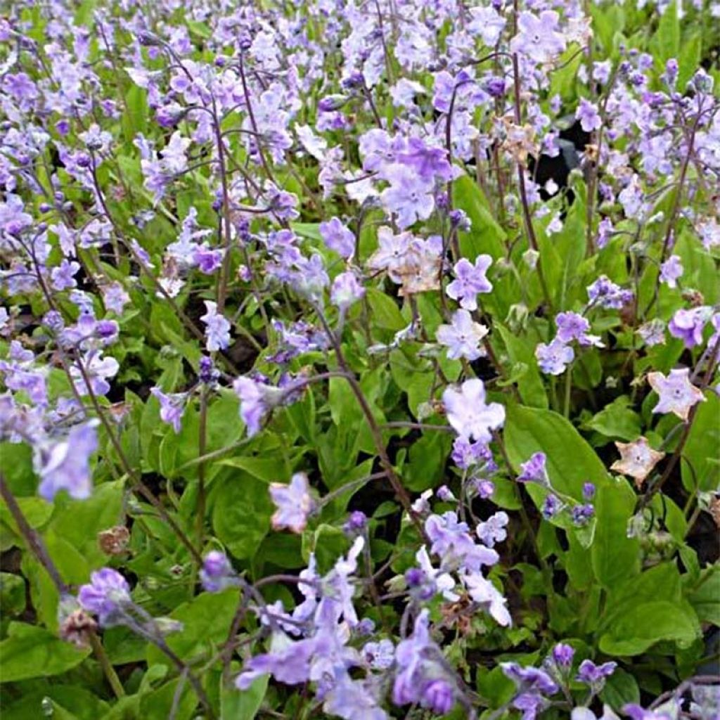 Omphalodes Lilac Mist