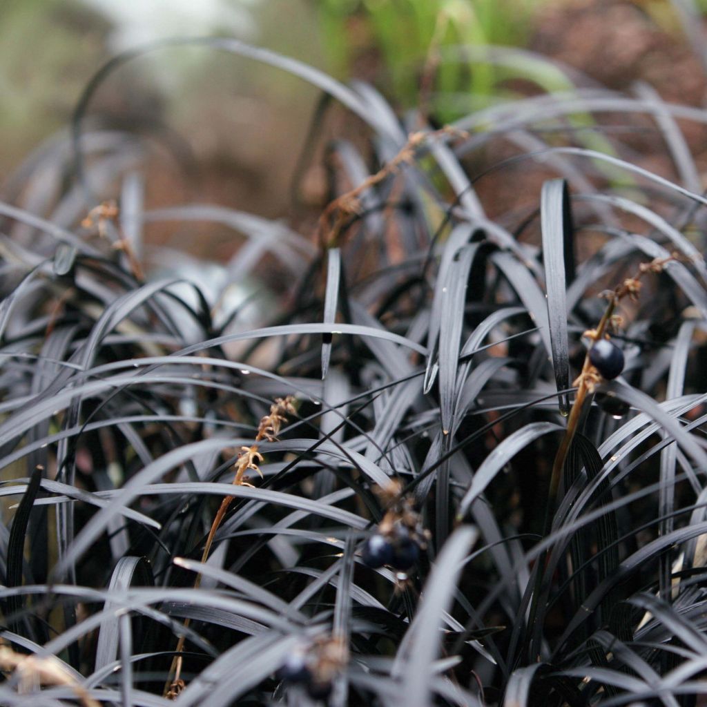 Ophiopogon planiscapus Nigrescens