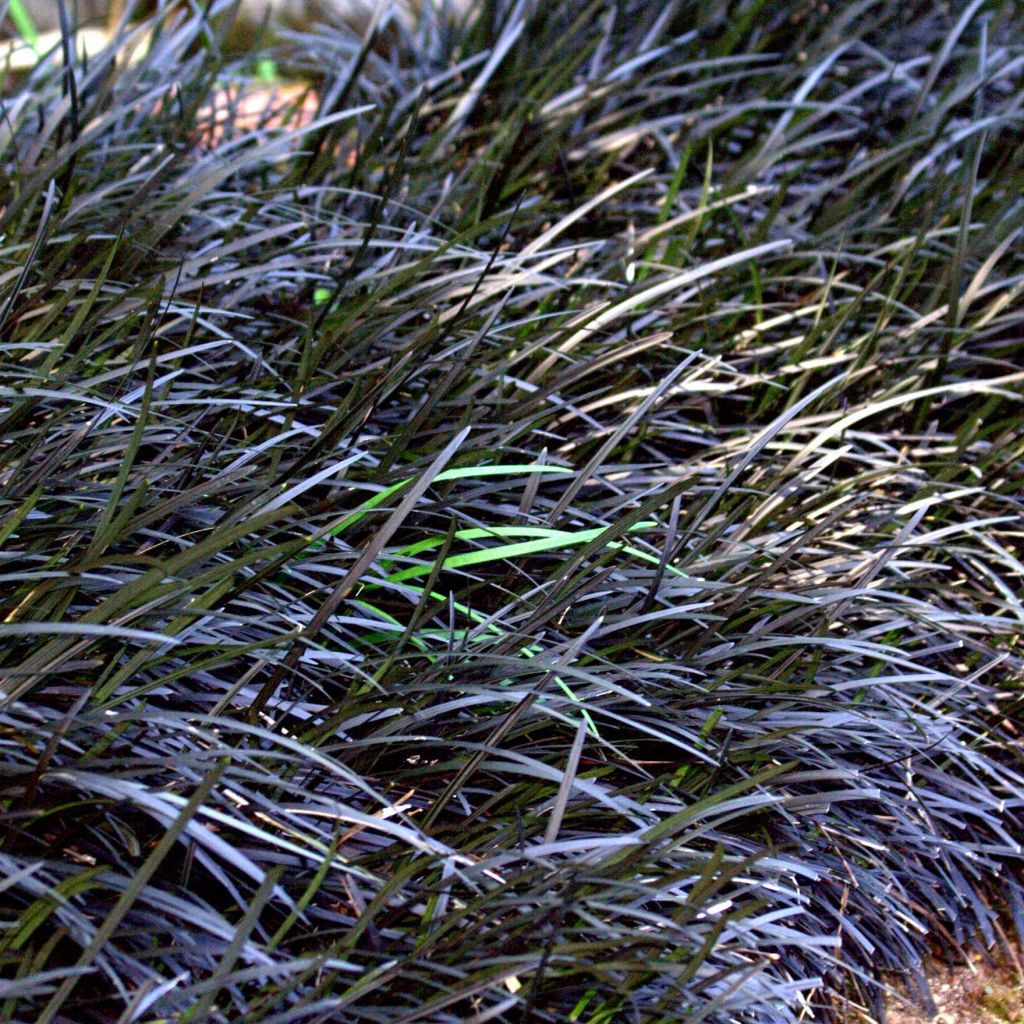 Ophiopogon planiscapus Nigrescens