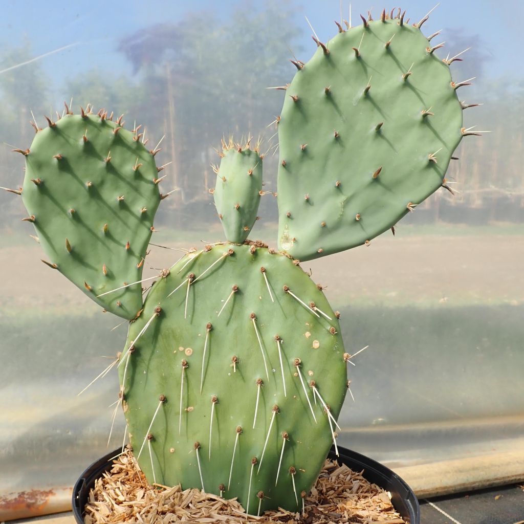 Opuntia phaeacantha var. angustata