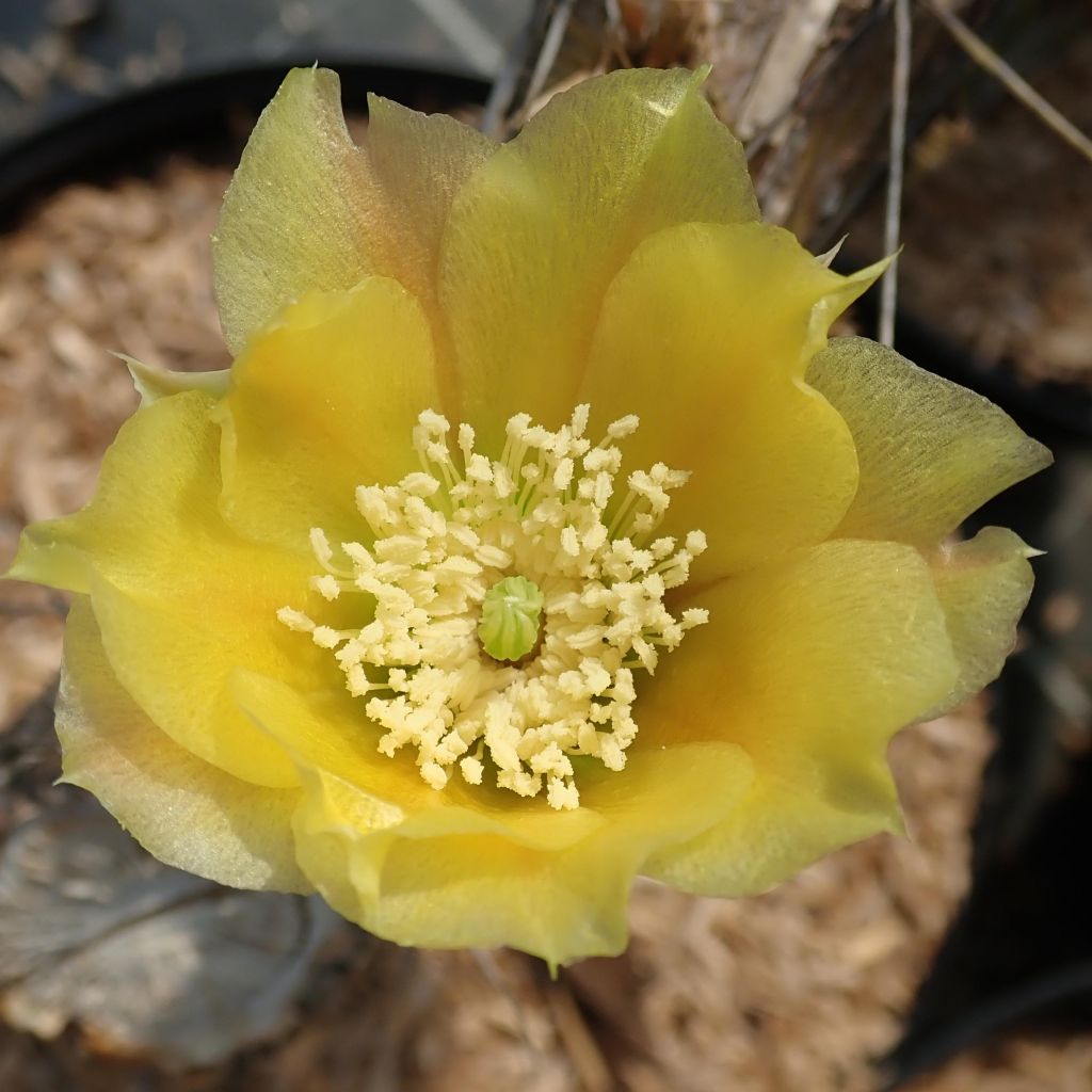 Opuntia phaeacantha var. angustata