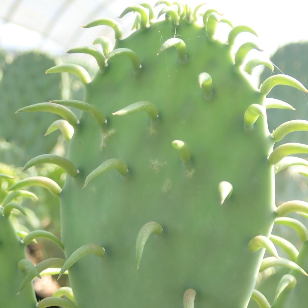 Opuntia cacanapa Ellisiana