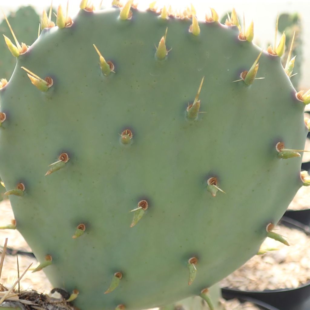 Opuntia engelmannii var. cyclodes