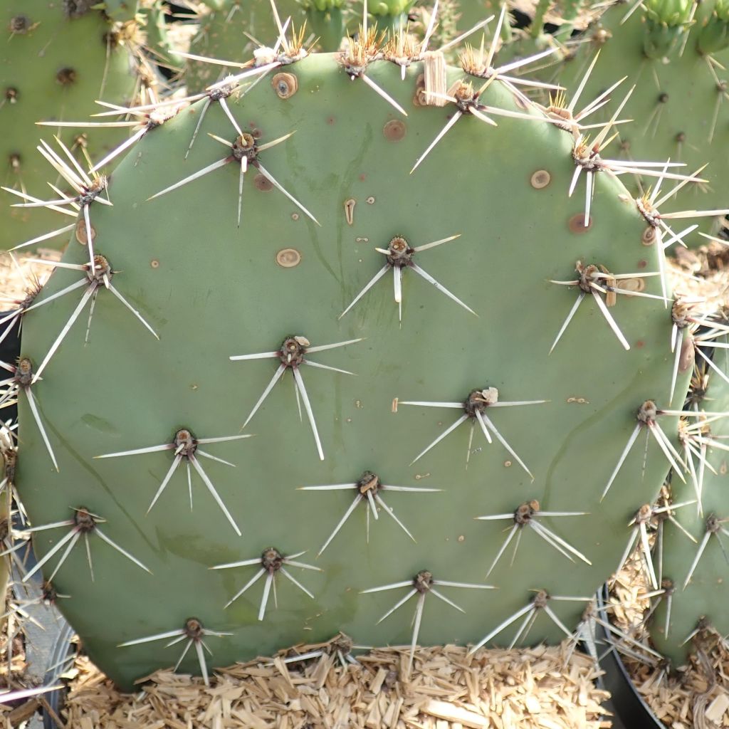 Opuntia discata