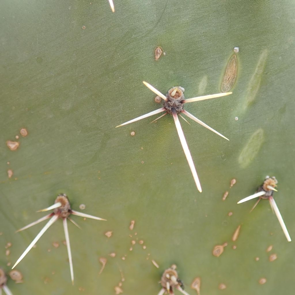 Opuntia discata