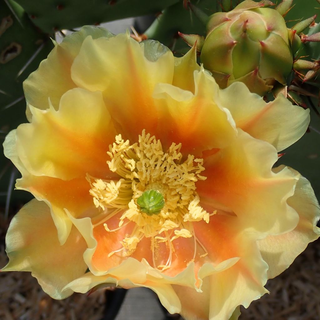 Opuntia dulcis