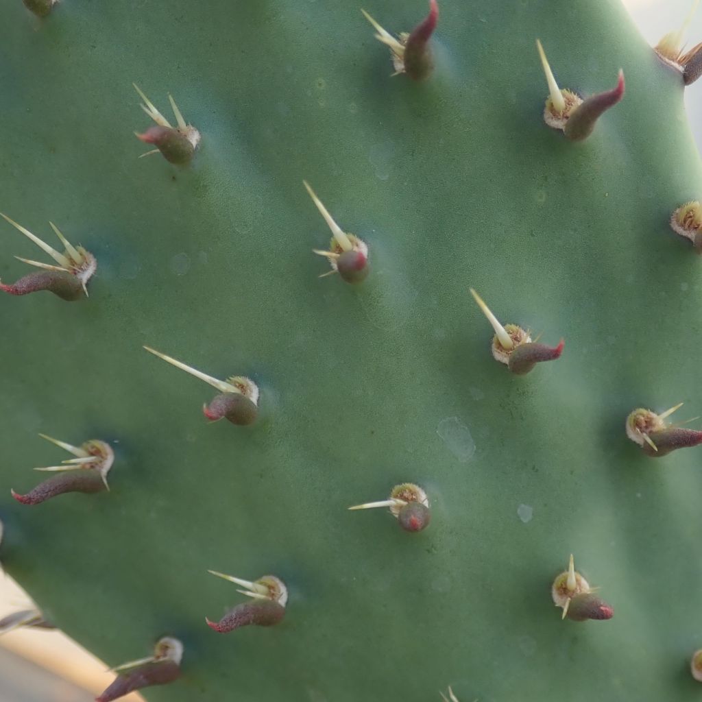 Opuntia dulcis